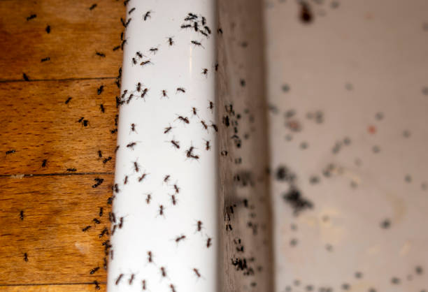 Best Best Pest Control Companies  in Hampton Bays, NY